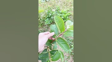 Cắt cành tạo tán để em Ổi Ruby đơm hoa kết trái ☘️ #lavieenrose1986