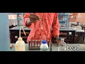 Salt Analysis 11th Chemistry Practical - Lead Nitrate