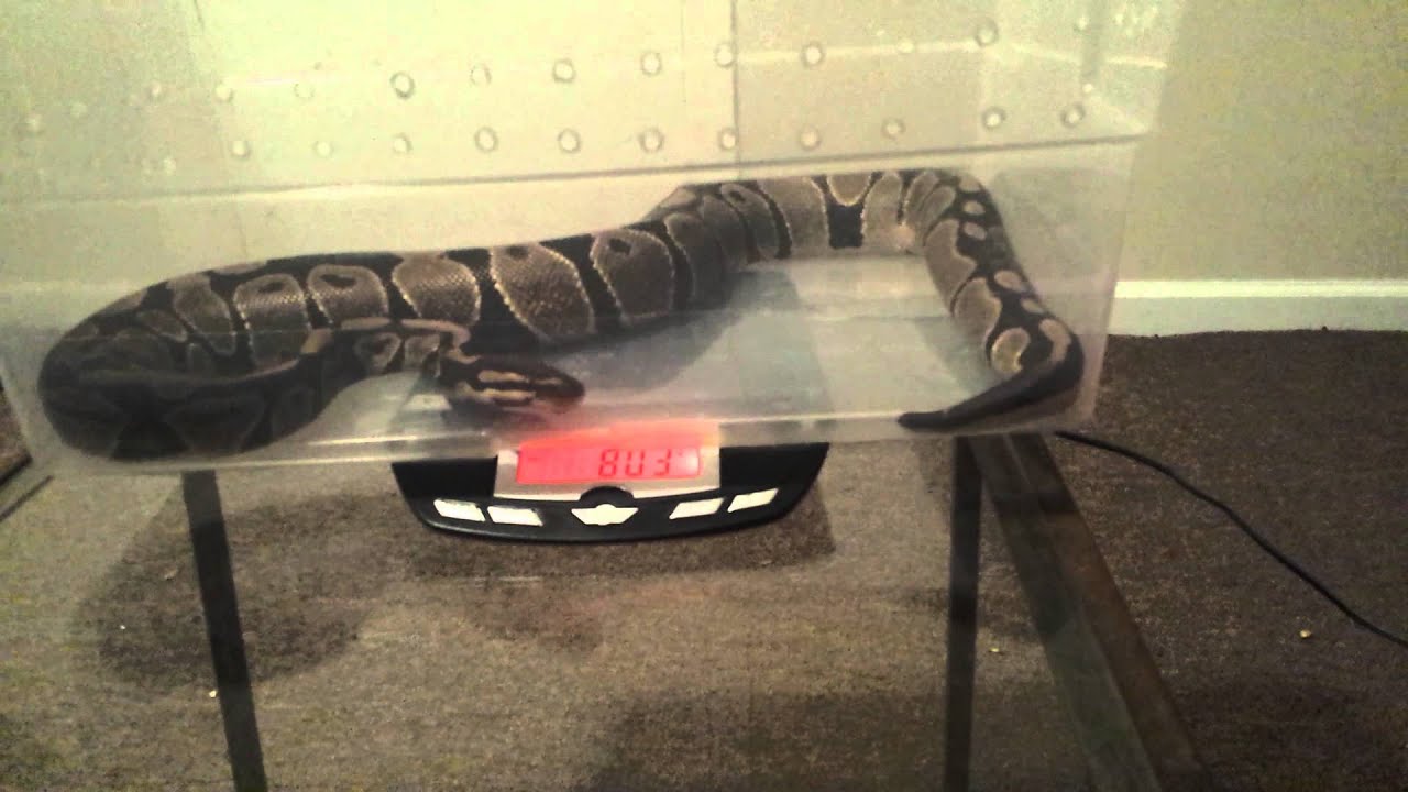 awesome sport Update on ball pythons #3