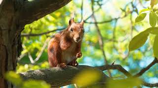 Relaxing Music with Cute Squirrels 🎵 Peaceful Forest Ambience to Soothe Your Mind screenshot 5