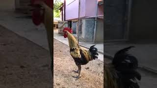 Ayam Pelung | Berkokok Hingga Lupa Bernapas #SHORTS