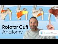 Rotator cuff anatomy  expert physio guide