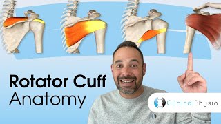 Rotator Cuff Anatomy | Expert Physio Guide