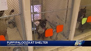 Hundreds of pets looking for homes after Cincinnati Animal Care shelter fills to capacity