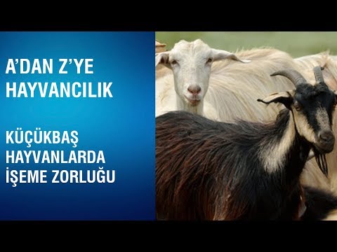 Video: Keçilerde Ve Küçük Ruminantlarda İdrar Taşları