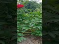 Phir Chhidi Raat Baat Phoolon Ki #shortsvideo #flowers #homedecor