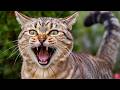 Angry Cat Sounds To Attract Cats The Most Dangerous Cat Sound 