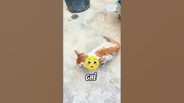 Người Đàn Ông Này Đang Làm Một Điều Điên Rồ‼️Sự Thật Khiến Bạn Sốc😰