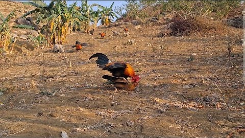 Bẫy gà rừng bằng mái làm ok 👌 nhất các bác ạ. Muab poj qaib qus cuab qaib qus thiaj tuaj zoo