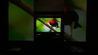 The Final a result. Perfect madvr calibration = perfect picture ! Wow!