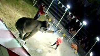 Trained Elephant In Miami