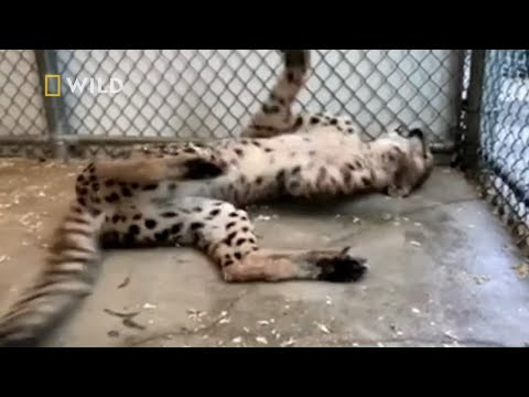 Wideo: Obcy Mogą Patrzeć Na Ludzi Jak Na Zwierzęta W Zoo - Alternatywny Widok