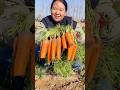 We are very happy with the carrot harvest this time | Amazing vegetable farming #harvest #vegetables