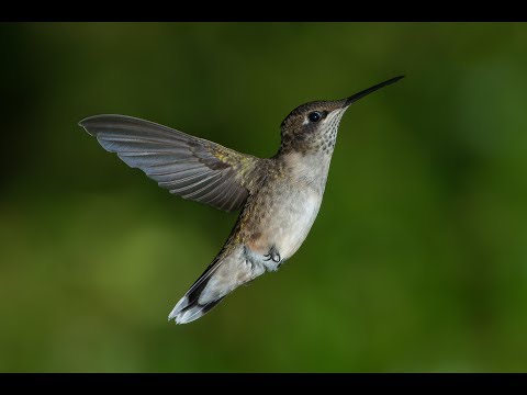 Kolibry / The Hummingbirds