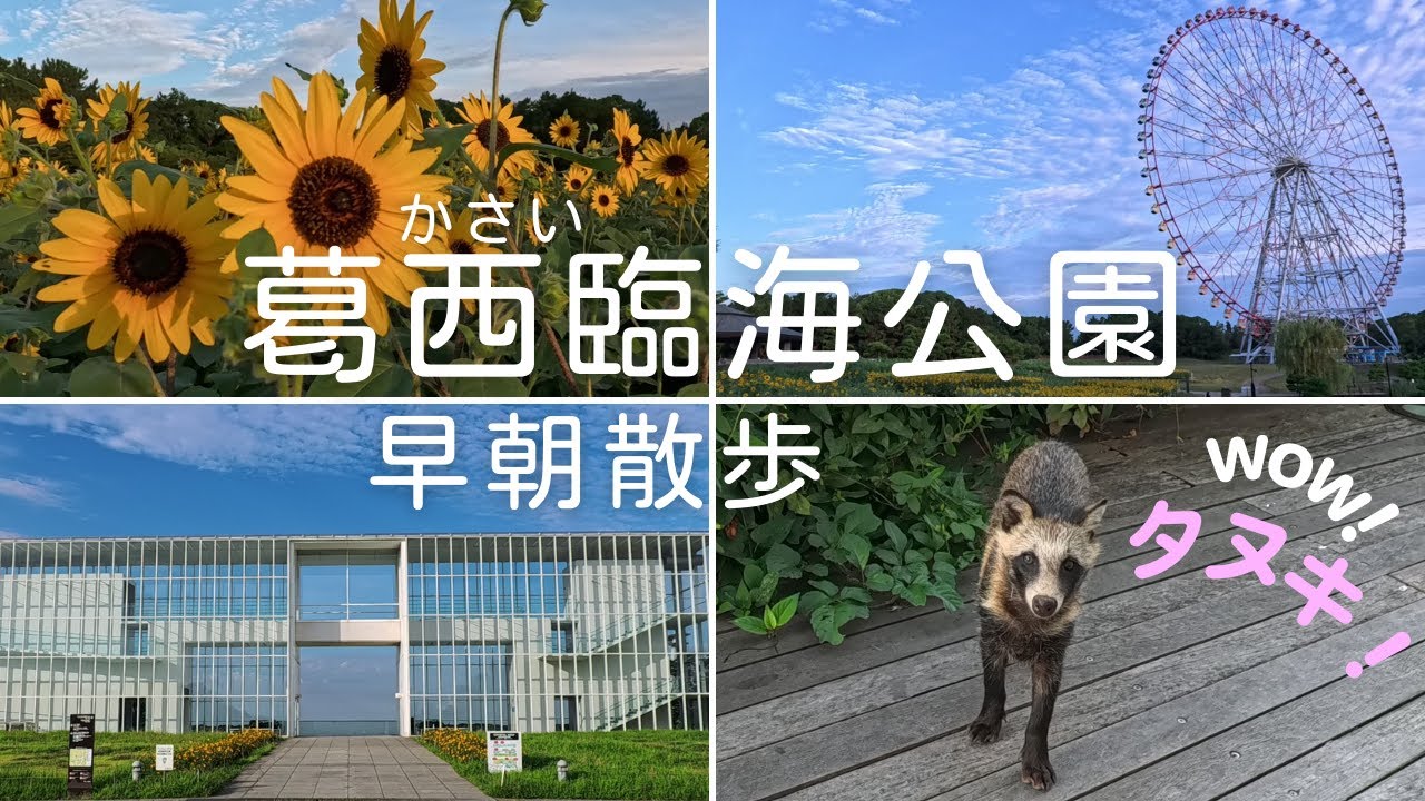葛西臨海公園 ひまわりと大観覧車とタヌキ | 早朝散歩