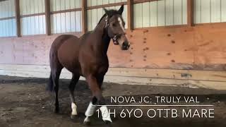 Nova: SOLD (Free lunging & Jumping)