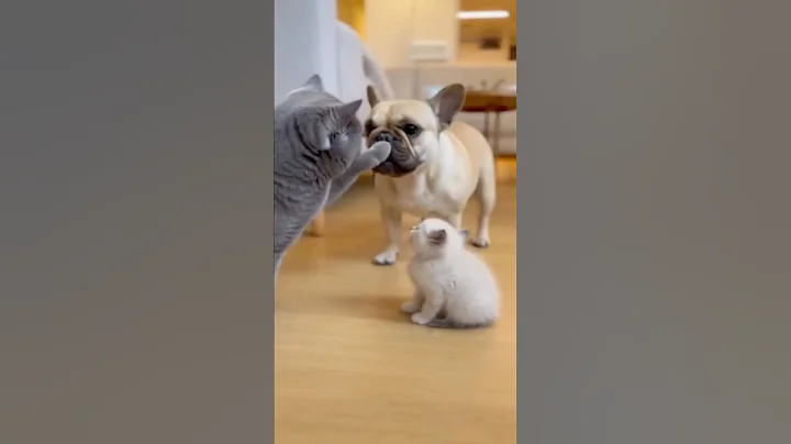 Video 11282521: gray british shorthair cat, british shorthair cat walking, tiny kitten, funny cats dogs, kitten scared