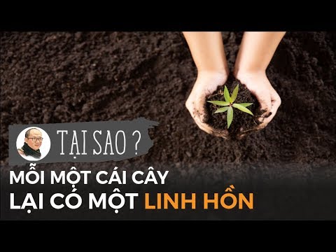 Video: Nếu Bạn Cần Phải Chặt Một Cái Cây