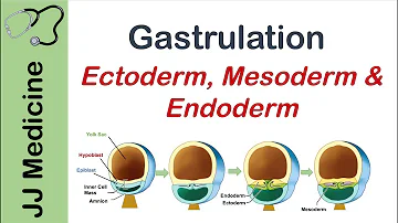 Quando si forma la Gastrula?