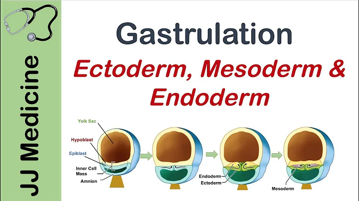 Gastrulation | Formation of Germ Layers | Ectoderm, Mesoderm and Endoderm