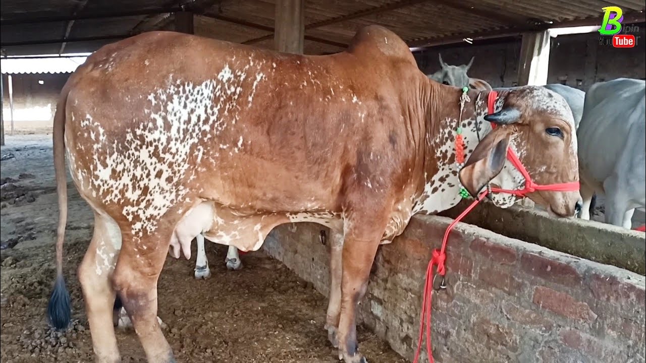 देसी गाय रखने पालने के शौकीन लोगों के लिए खास वीडियो चौसा मंडी से | Desi Cow Mandi | Chausa Mela