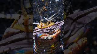 Kumun Altındaki Canavar Bobbit Solucanı