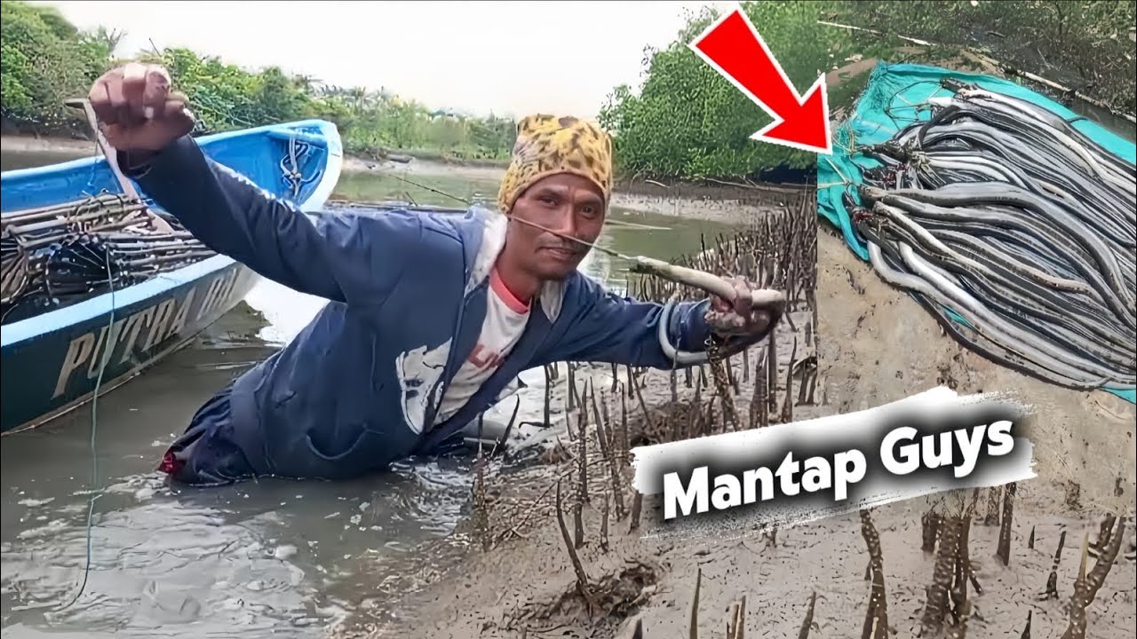 Berburu Pelus Hasilnya Sangat Melimpah ||untuk umpan KEPITING 