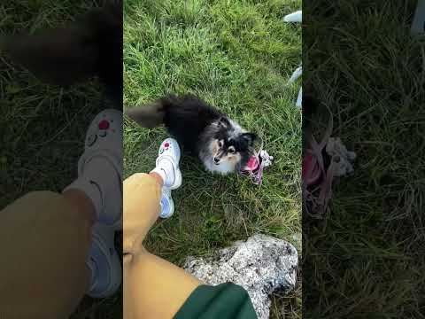 #dog #dogfitness #дрессировка #дрессировкащенка #трюки