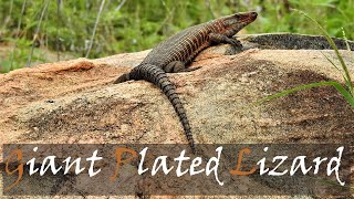 Giant Plated Lizard (Gerrhosaurus validus) Video | Kruger Park Reptiles | Stories Of The Kruger