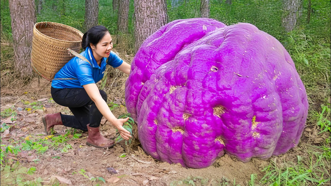 Harvesting 1000KG+ Giant Purple Yam & Go to Market Sell | One Root Changed a Poor Family’s Life