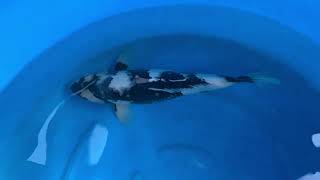 Miyaku Koi Farm Shiro Utsuri Himitsu