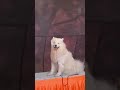 #dogshow2026 #entertainment #pets #jaipur #virensharma