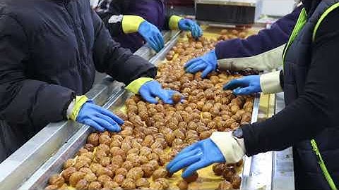 From the orchard to the farm, walnut harvesting & processing