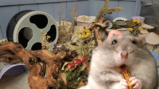 Spring Hamster Cage Tour | Dwarf hamster