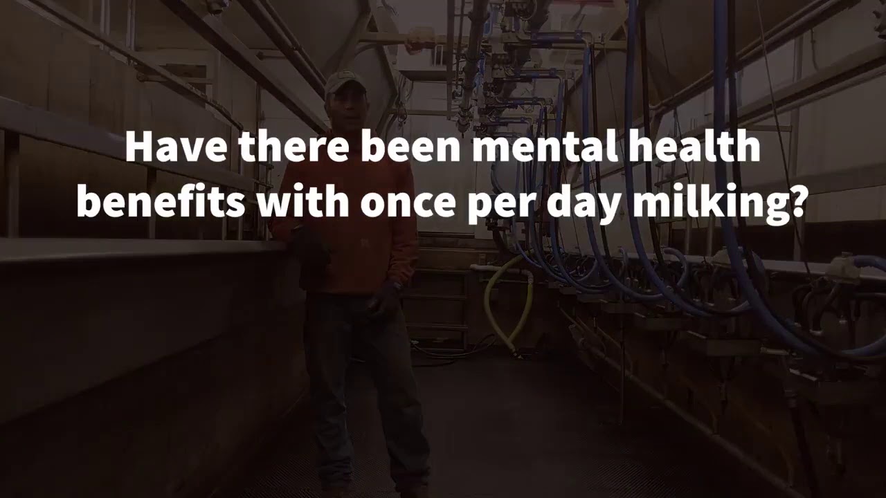 Benefits of once per day milking - Producer Perspective