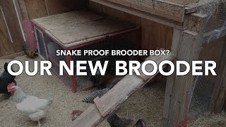 snake chicken brooders coop chick proofing