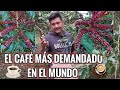 LA BEBIDA CON MAYOR DEMANDA EN EL MUNDO EL CAFÉ