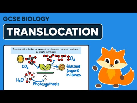 Translocation - GCSE