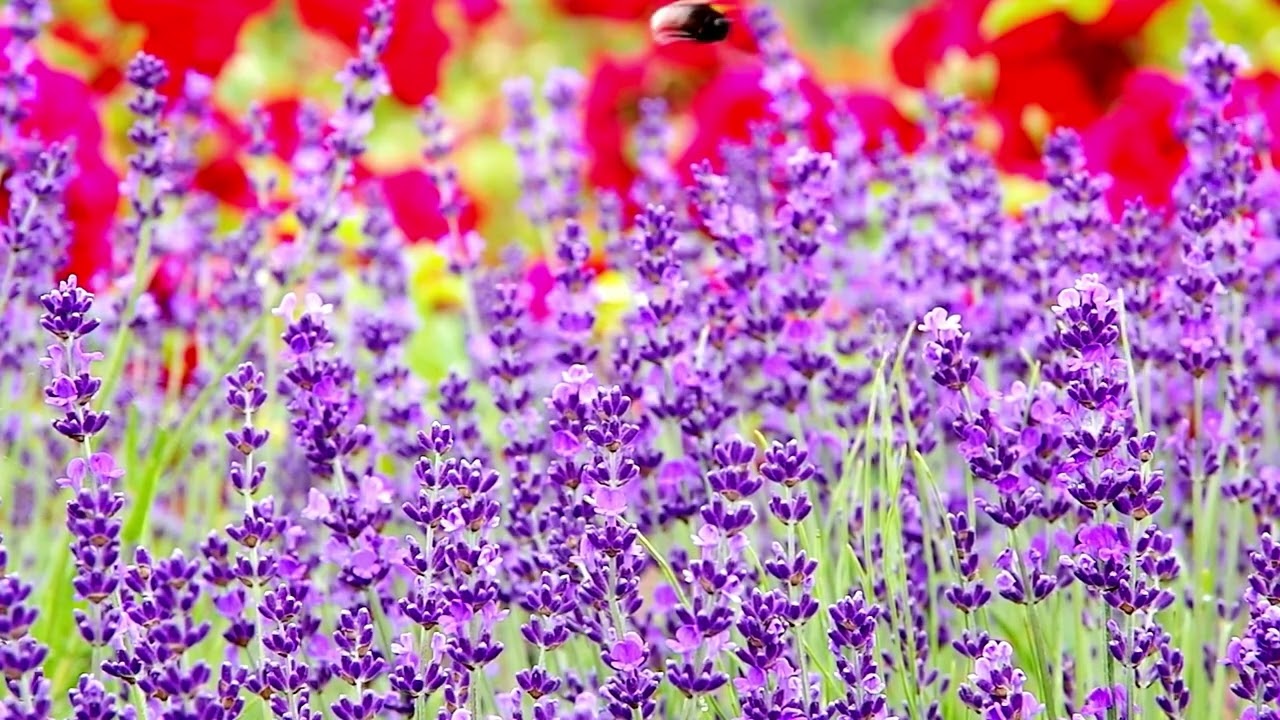 2 Hours Indie Pop Instrumental 🌿 Music for Positive Mood | Relaxing Spring Vibes 🌸