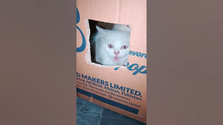 Watch the video about Funny cats, cats, fighting cats🥊, top cat fights, cat sounds angry, funny cat 😺