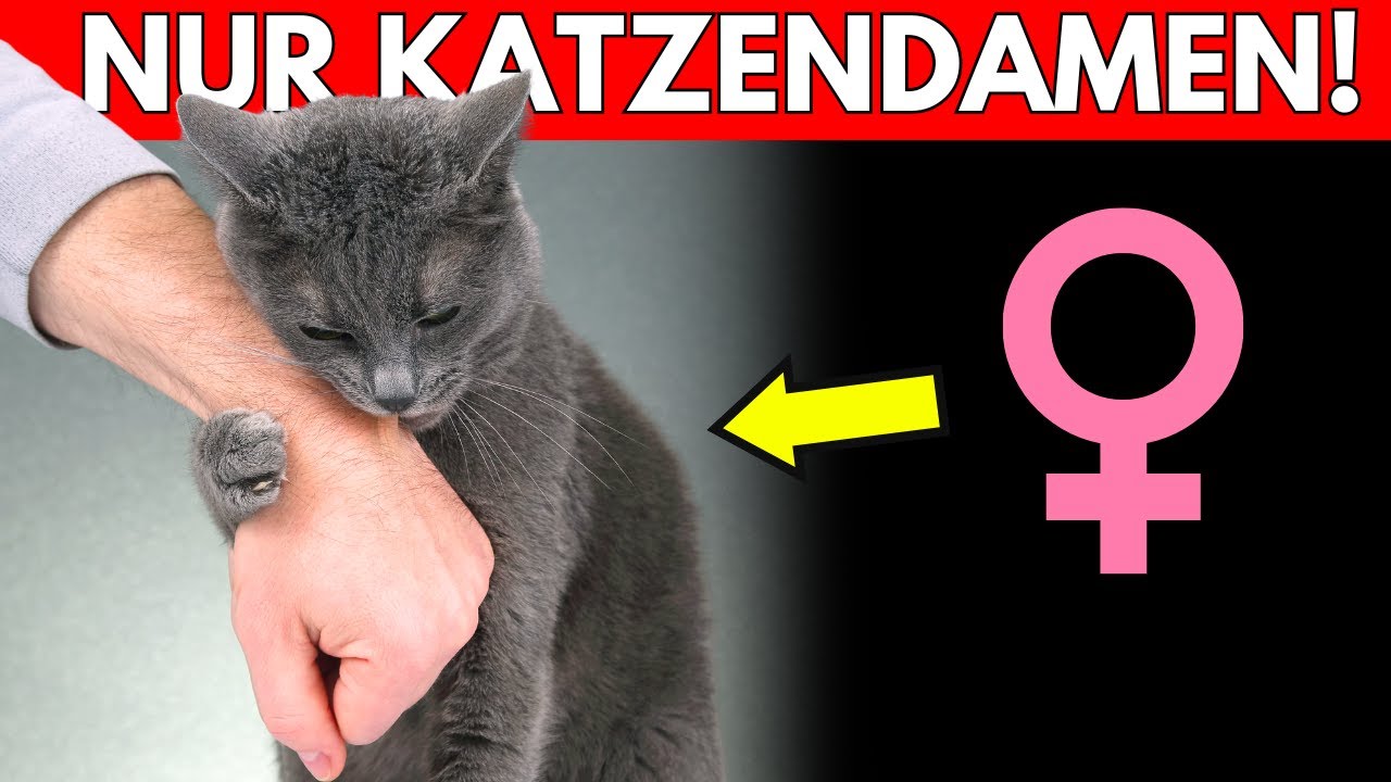 10 Seltsame Dinge, die nur KATZENDAMEN tun (und warum – manches macht sie nur für dich!)