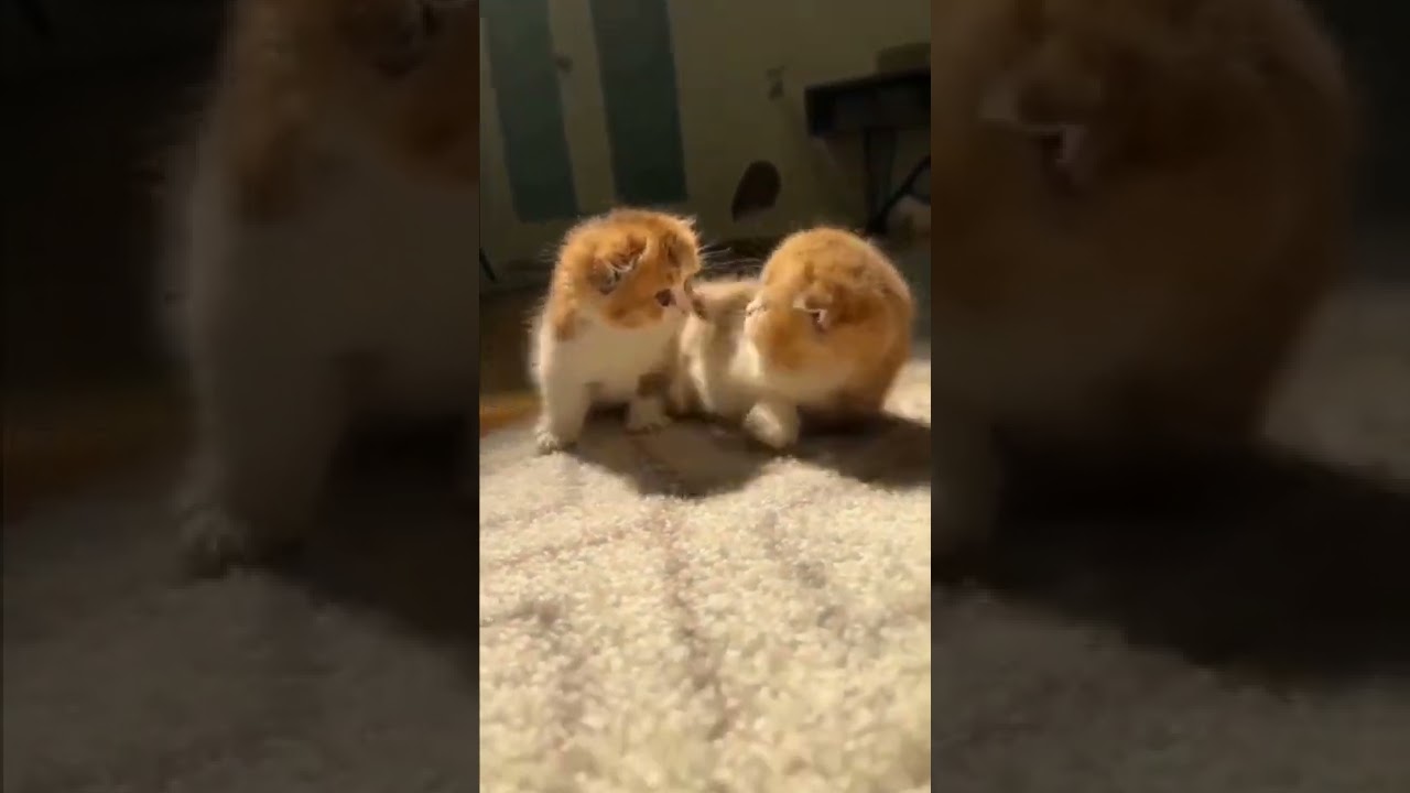 Qute baby cat | animals #38 