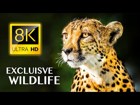 EXCLUSIVE WILDLIFE in 8K ULTRA HD