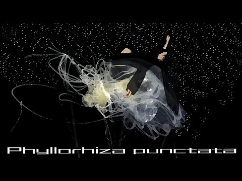 【MV】フィロリーザプンクタータ -Phyllorhiza punctata【NOENON】