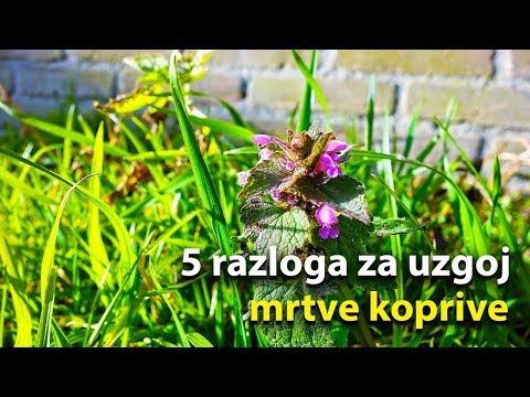 Video: Mrtva Kopriva