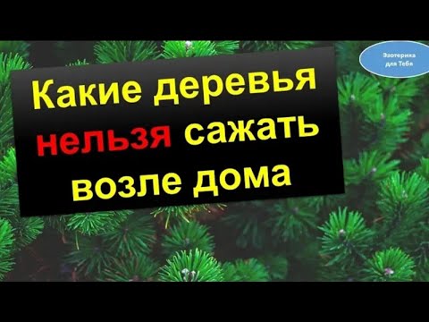 Βίντεο: Τι είδους πεύκα φυτρώνουν στη Βιρτζίνια;