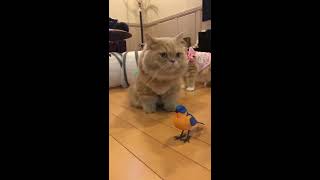 Funny Cat Gets Confused From Parrot Toy