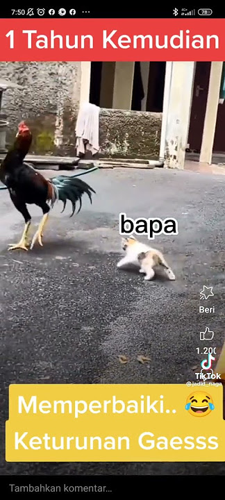 sangat lucu ayam kawin dengan kucing