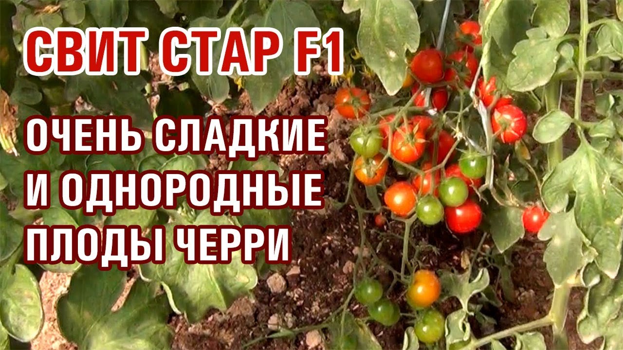 Свит Стар F1 - очень сладкие и однородные плоды черри. - YouTube