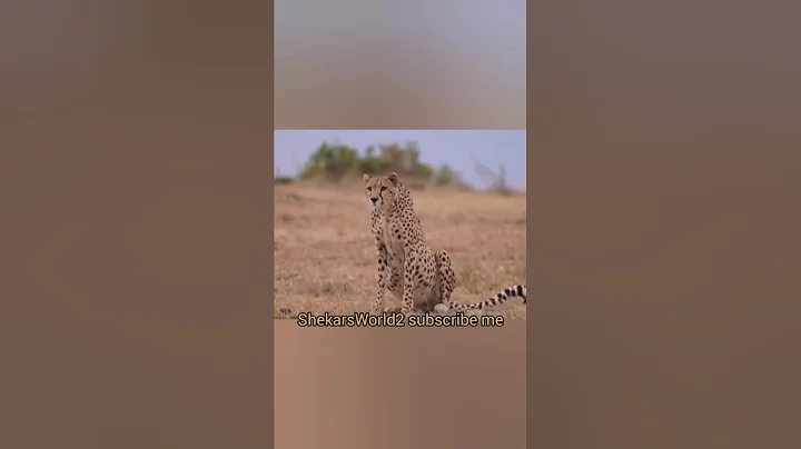 Amazing: Lion vs Zebra with unexpected escape#crocodile #zebra #wildlife #fypシ゚viral